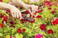 a person is trimming flowers in a garden with gardening shears and pliers