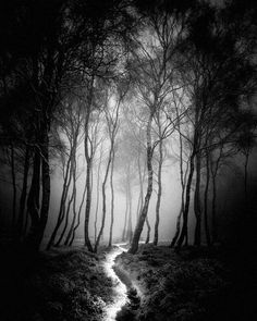 a path in the middle of a forest with trees on both sides and foggy sky above