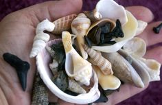 a hand holding a bunch of seashells in it's palm, with other shells