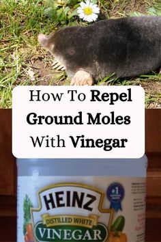 a bottle of vinegar next to an image of a rodent on the ground with text overlay that reads how to repel ground molles with vinegar