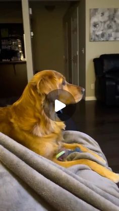 a dog laying on top of a bed covered in a blanket