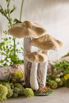 three mushrooms growing out of the ground next to some moss and flowers in front of a white wall