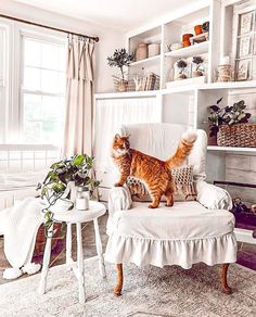 an orange cat sitting on top of a white chair