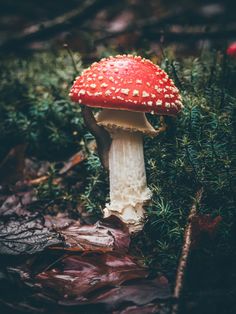 a red and white mushroom sitting on top of some leaves in the forest with other plants