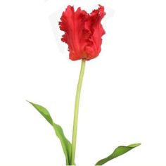 a single red flower in a vase on a white background with green stems and leaves