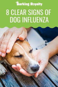 a person petting a dog with the title 8 clear signs of dog infleuza