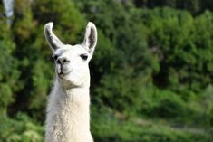 an alpaca is standing in front of some trees and bushes looking at the camera