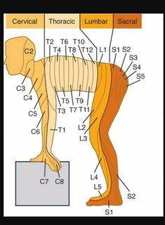 Bolesti Chrbta, Human Body Anatomy, Spine Health, Medical School Studying, Medical School Essentials, Muscle Anatomy, Human Anatomy And Physiology, Medical Anatomy, Medical Studies