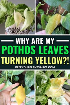 Wondering why are my Pothos leaves turning yellow? Let’s diagnose this common problem and get your plant healthy again!
​
​