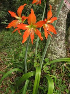 an orange flower is blooming in the grass next to a tree and shrubbery