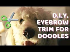 a white dog with scissors on it's head and the words diy eyebrows trim for doodles