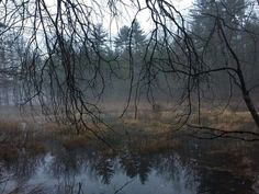 trees and water in the woods on a foggy day with no leaves or branches