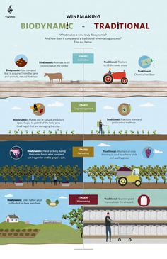 the winemaking process is depicted in this infographal poster, which shows how to use