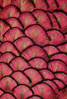 close up view of the feathers of a bird's tail in pink and green