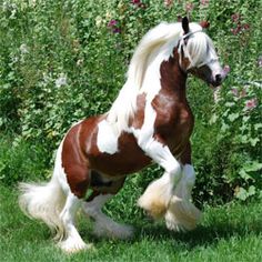 a brown and white horse is running in the grass