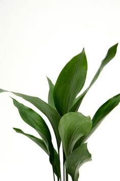 a potted plant with large green leaves in it's center, against a white background