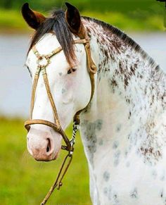 a white and brown horse wearing a bridle with a blue ring around it's neck