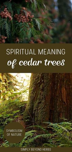 a book cover with trees and ferns in the foreground, text that reads, spirital meaning of cedar trees symposium of nature simply beyond herbs