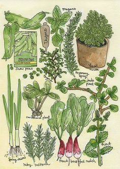 an illustration of different types of plants