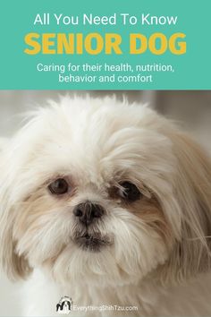 a small white dog with the words, all you need to know senior dog caring for their health, nutrition, behavior and comfort