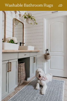 a white dog standing in front of a bathroom sink and mirror with plants hanging above it