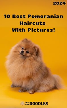 a small brown dog sitting on top of a yellow background with the words, best pomeranian haircuts with pictures