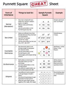 the punnettt square sheet is shown in red and white