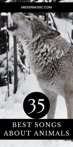 a wolf standing on top of snow covered ground with the words 35 best songs about animals