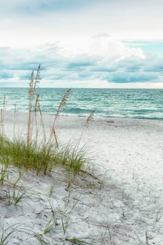 the grass is growing out of the sand at the beach