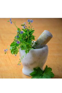 Growing Parsley, Best Herbs To Grow, Easy Herbs To Grow, Ginger Rhizome, Growing Herbs Indoors, Herb Containers, Types Of Herbs, Mint Plants, Indoor Herb Garden