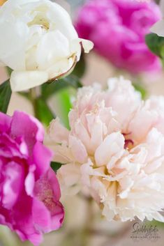 pink and white peonies are in a vase