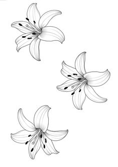 three white lilies on a white background with black dots in the bottom right corner