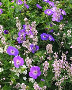 purple and white flowers are growing in the grass