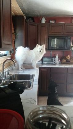 a white dog standing on top of a kitchen counter next to a sink and oven