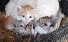 three kittens are sitting together in the hay