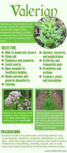 Valerian Essential Oil, Sleep Benefits, Medicinal Herbs Garden, Valerian Root, Valerian, Healing Herbs