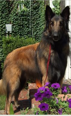 a brown and black dog standing next to purple flowers