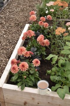 a cup of coffee sitting on top of a wooden planter filled with pink flowers