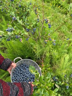 a person picking blueberries from a bush in the grass with a metal strainer