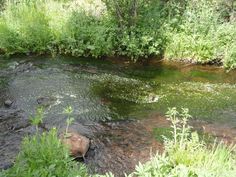 a stream running through a lush green forest