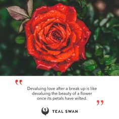 a red rose with water droplets on it and a quote from teal swan that says, devuling love after break up is like devouring the beauty of a flower once its petals