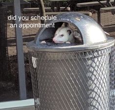 an animal in a trash can with the caption did you schedule an appointment?