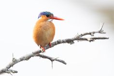 a colorful bird sitting on top of a tree branch