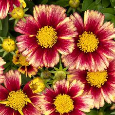 red and yellow flowers with green leaves in the background