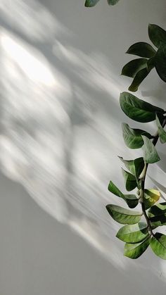 a plant with green leaves is shown in the sunlight on a white wall behind it