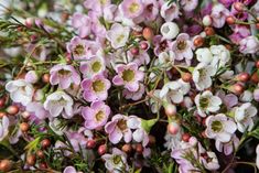 small pink and white flowers with green leaves