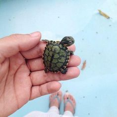 a person holding a small turtle in their hand