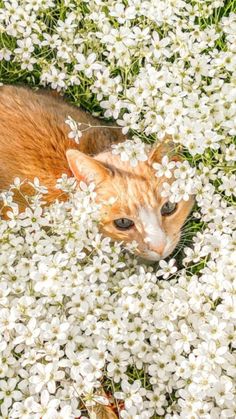 an orange and white cat laying in the middle of some white flowers with one eye open