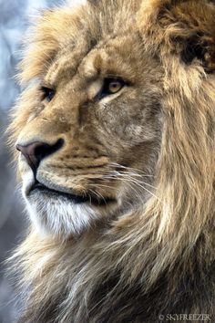 a close up photo of a lion's face