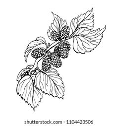 black and white line drawing of leaves and berries on a branch, vintage engraved or engraved